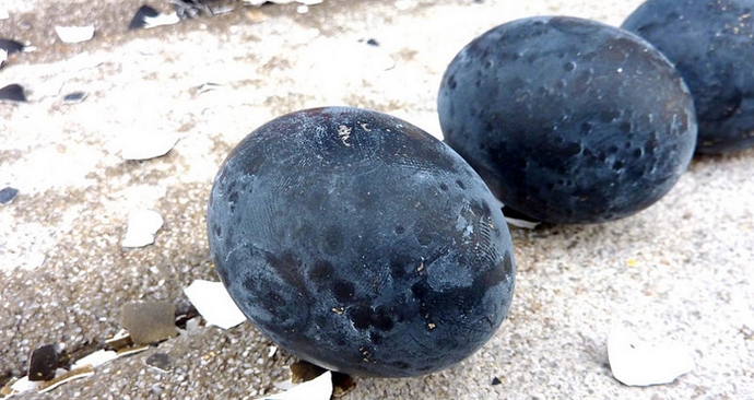 V jajcih črnega zmaja skrivnost podaljševanja življenja.