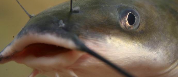 Vdrl sem se v hišo kitajske družine in tam uprizoril pogrom ... som title=