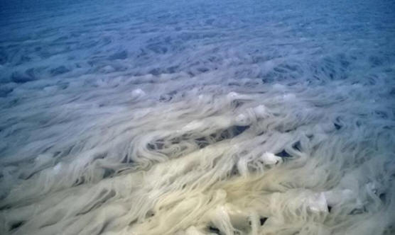 V finskem jezeru nastalo