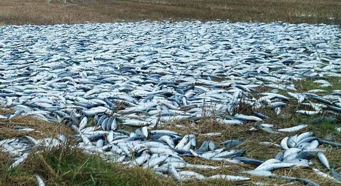 Hondurasi se veselijo dneva rib