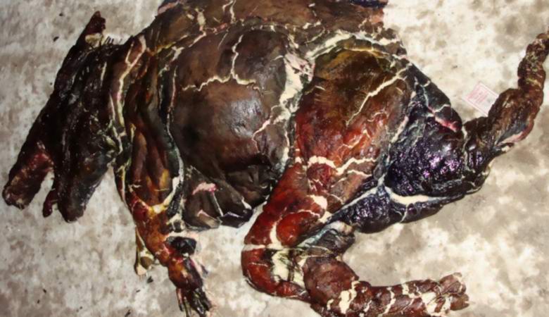 V Goose-Crystal odkrili ostanke grozljivega bitja.