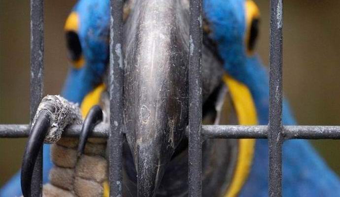 V Indiji je bil aretiran felobar.