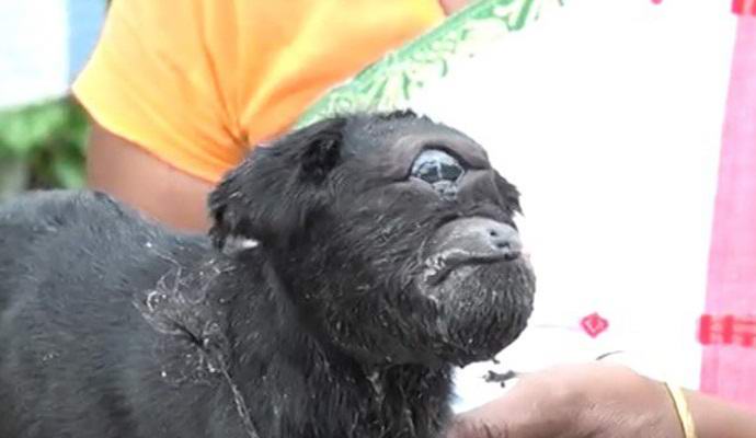 Enooki se je rodil v Indiji