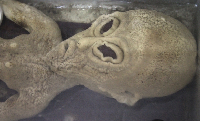 Video z vesoljcem, ki je obtičal na ograji, se je prelil na internet