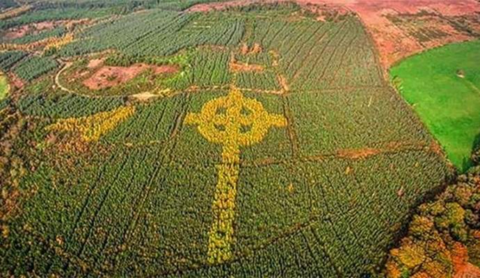 Na Irskem so našli velikanski keltski križ, obremenjen z drevesi.