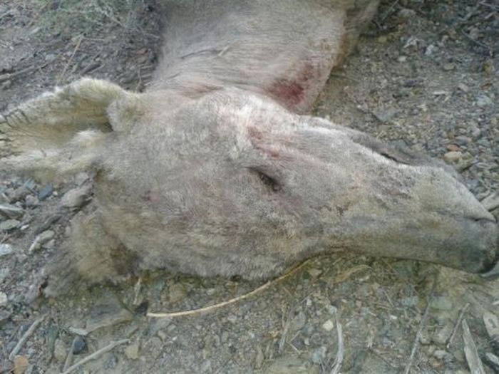 Ali ste uspeli ubiti Chupacabra v Kirgizistanu?