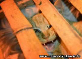 Na Kitajskem so rešili stotine mačk pred jedjo.