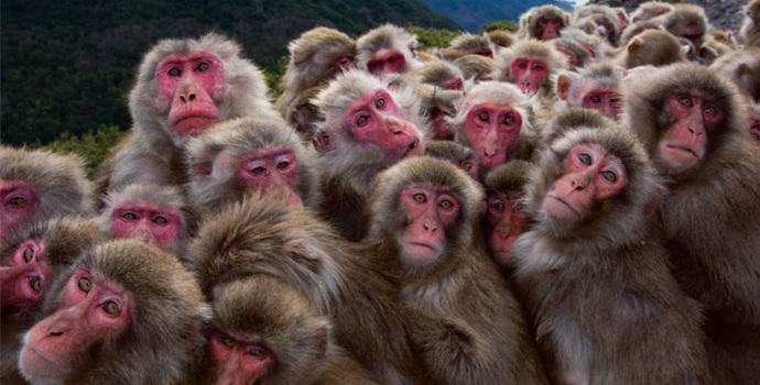 V kitajski vojski so začeli služiti opice