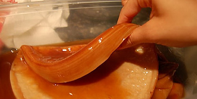 Kombuča poslana v vesolje