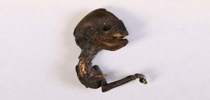 Neverjetno bitje, ki so ga našli na ozemlju Krasnojarsk.