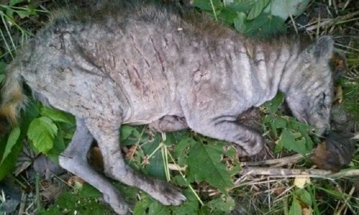 V Latvijskih gozdovih so Chupacabras?