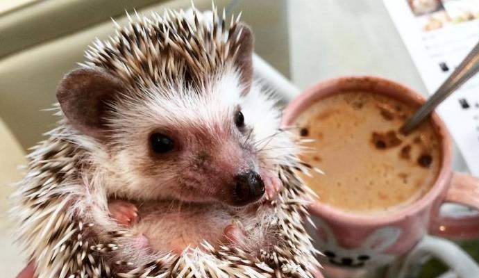 Živi ježi so vključeni v meni japonske kavarne.