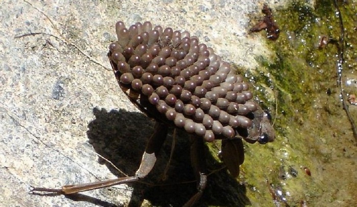 Na svetu se je pojavila nova žuželka morilca.