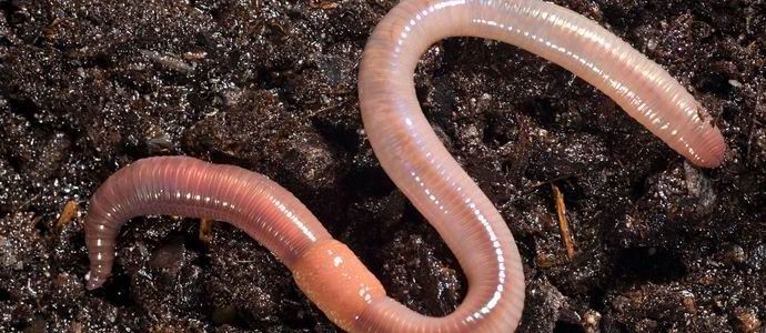 Črvi so padli na Norveškem