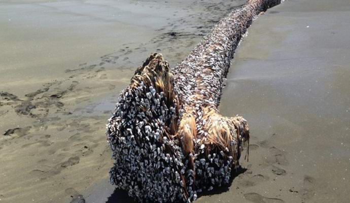 Na Novi Zelandiji najdemo brezoblično pošast.