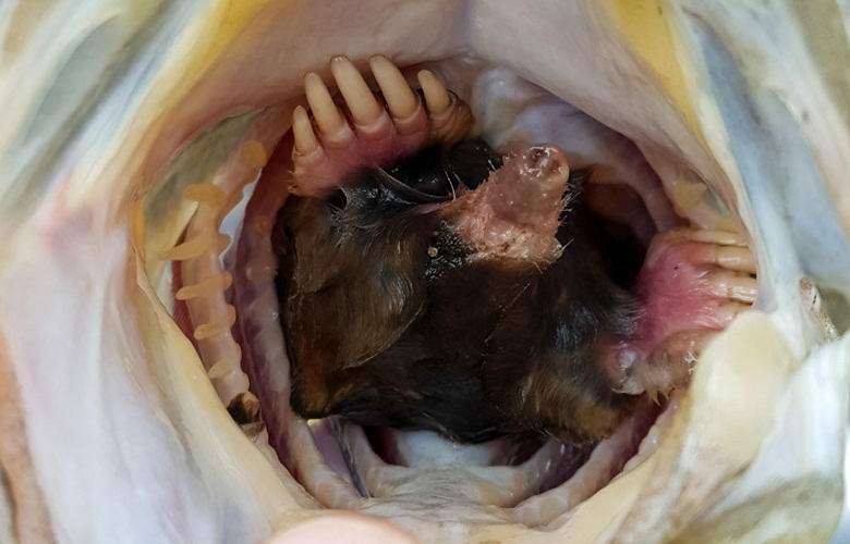 V ustih bodeča so našli krtico.