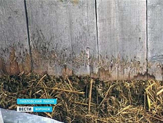 V Pavlovsku je chupacabra spet odšla na lov