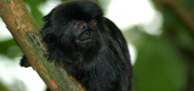 V Peruju so odkrili novo vrsto opic.