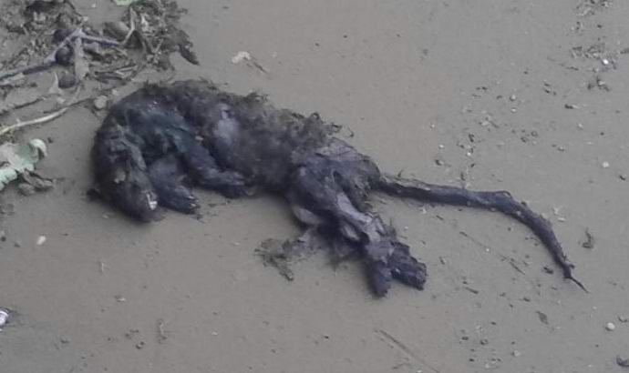 V Rusiji so našli truplo groznega bitja.