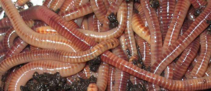 V Rusiji so predlagali moko iz črvov.