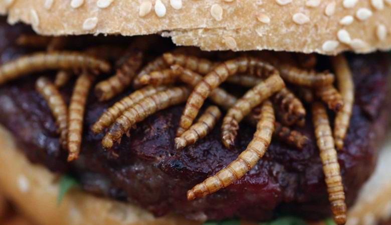 V Švici se začne prodaja črvskih kotlet