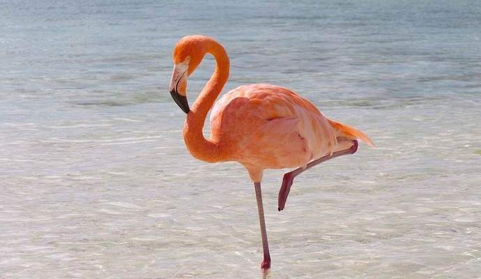 Roza flamingo najdemo v Sibiriji