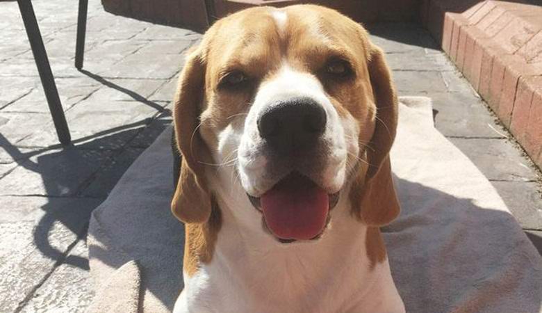 Najdeno v pasjem ušesu ... obraz Donalda Trumpa.