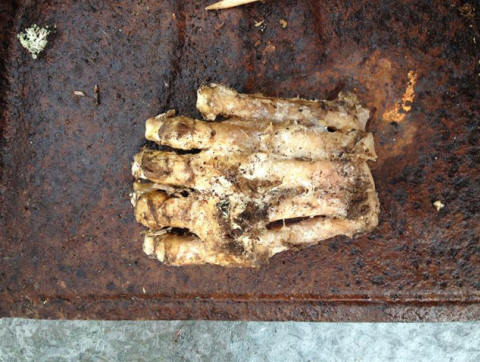 Strokovnjaki ne oklevajo in domnevajo, da ta noga pripada veliki nogi