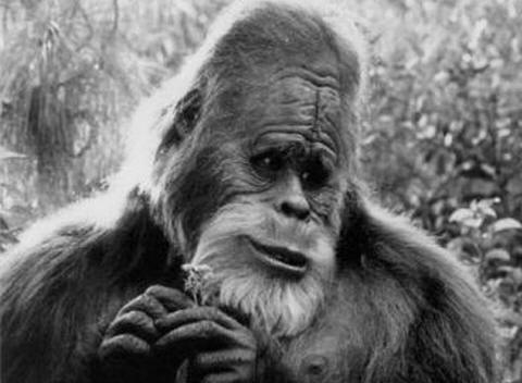 Bigfoot je veliko bitje. Njegovo stopalo bi moralo biti približno 60. velikosti.