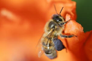 V ZDA je škropljenje dreves povzročilo množično kugo čebel