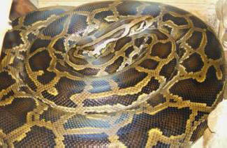 V ZDA je bil piton dovoljen za pico