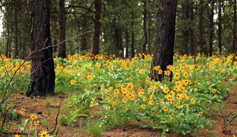 ZDA načrtujejo gnojenje zemlje s človeškimi ostanki.