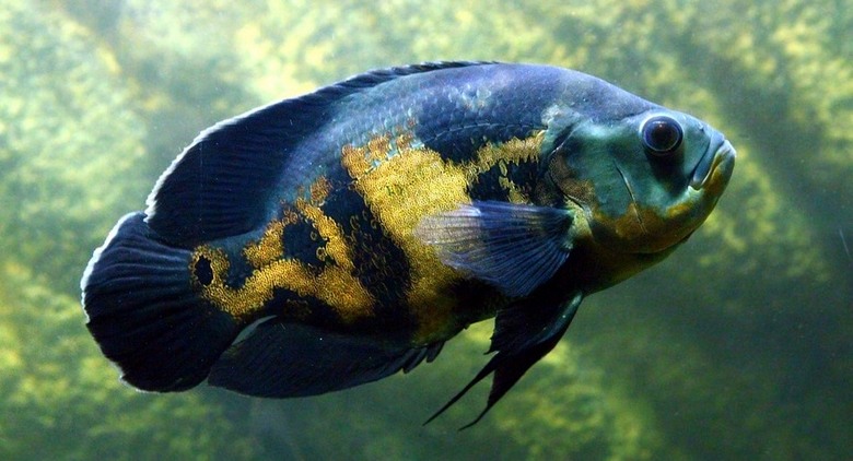 V ZDA so moškega sodili zaradi zlorabe akvarijskih rib