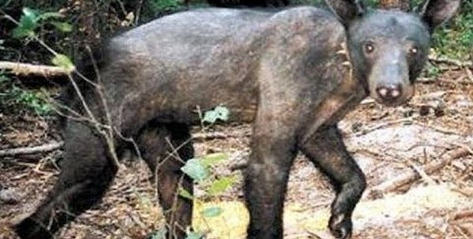 Chupacabra se je ponovno pojavila v Stavropolu