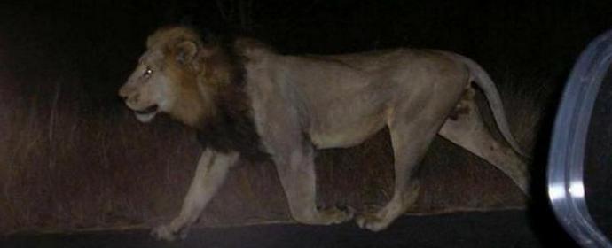 V Tbilisiju levi in ​​krokodili hodijo po ulicah.