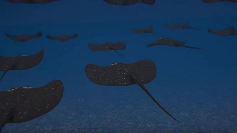 Turčija načrtuje ustvarjanje podvodnih rudnikov v obliki opornic