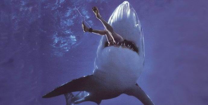 Za porast napadov morskih psov so krivi ljudje.