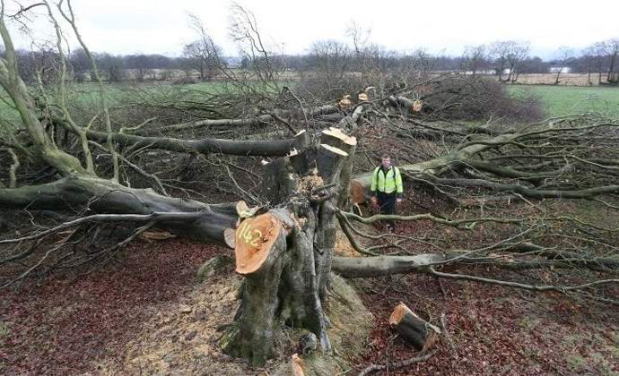 Wales skrivnostno izgubil stoletne bukve