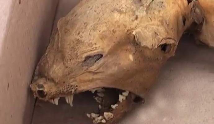 V Ukrajini našli chupacabra