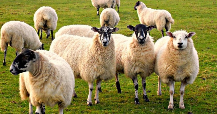 V Ukrajini neznani plenilec napada ovce.