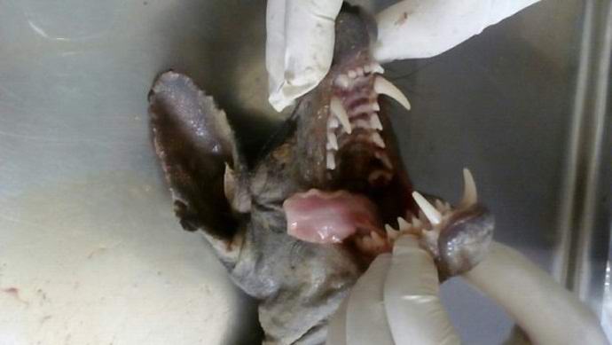 Še ena chupacabra, ubita v Ukrajini