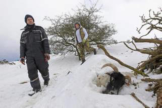 V Veliki Britaniji je slabo vreme ubilo na tisoče živali. Video.