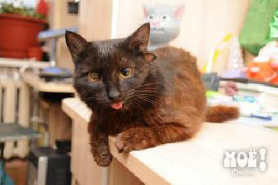 Mačka s tremi ušesi živi v Voronežu