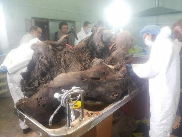 V Yakutiji preučujejo mamuta s tekočo kri in so že napovedali možnost kloniranja.