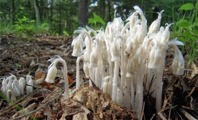 Na Japonskem najdemo neverjetno.