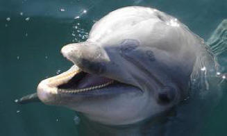 Pravilna imena v jeziku delfinov