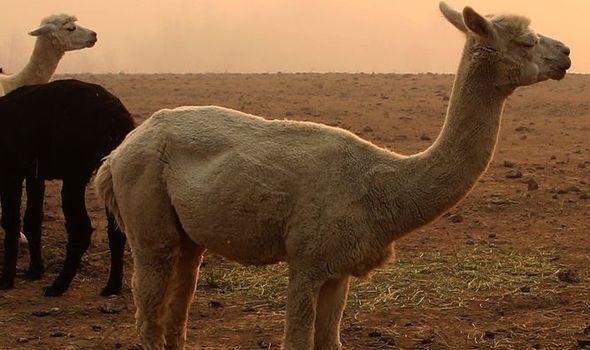 Cepivo proti koronavirusu: znanstveniki so v krvi lame našli protitelesa 