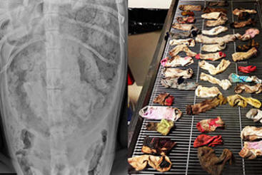 Veterinarji so dobili 43 nogavic s pasjega želodca