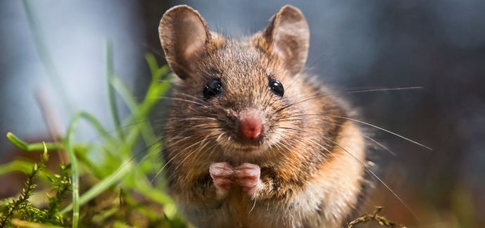 Ste že slišali, da miši pojejo?