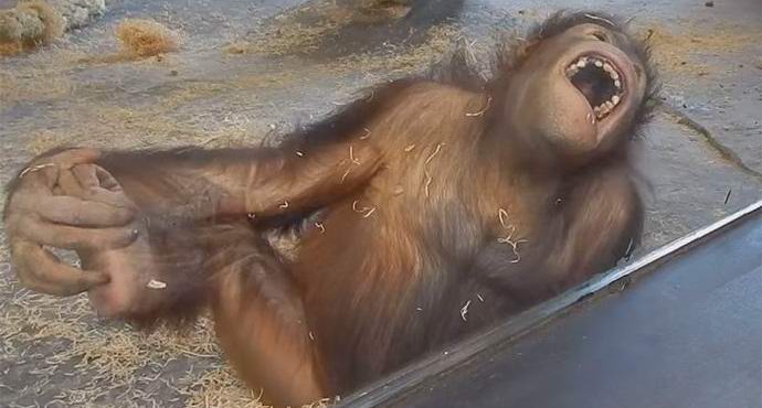 Video s sesalnim orangutanom je postal internetna senzacija.